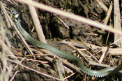 Verweis zur Auswahl Reptilien