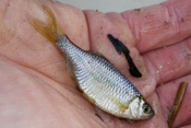 Bitterlinge leben zusammen mit Bach- oder Teichmuscheln in krautreichen, langsam fließenden Gewässern der Wetterau.