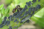 Ameisen melken Blattläuse und nehmen Honigtau auf.