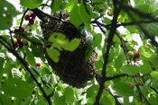 Ein Bienenschwarm hat sich in der Astgabel eines Kirschbaumes bei Hirzenhain in der Wetterau versammelt.