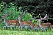 Im Büdinger Wald leben zahlreiche Damhirschrudel.