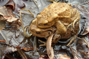 Ein Erdkröten-Männchen der Wetterau umklammert sein Weibchen in der Paarungszeit.