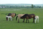 Exmoor-Ponys bstammen aus England, wo sie als ursprüngliche Kleinpferde noch teilweise frei umherschweifen.