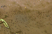 Die ganz jungen Fischchen in den Flüssen und Seen der Wetterau nennt man Fischbrut.