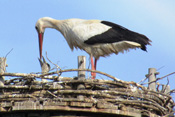 Auf einem Nest in der Ortslage von Dauernheim füttert ein Storch seine Brut.
