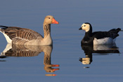 Gänse leben monogam. Allerdings können sich auch dauerhafte Verbindungen unterschiedlicher Gänsearten bilden. Hier eine Weißwangengans und eine Graugans.