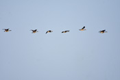 Die großen Kanadagänse fliegen gemeinsam in einer Formation mit den etwas kleineren Graugänsen.