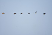 Gemeinsam in einer Formation: Kanadagänse und Graugänse am Himmel über Friedberg. Die großen Kanadagänse fliegen gemeinsam in einer Formation mit den etwas kleineren Graugänsen.