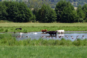 Gänse, Schwäne und Weidetiere tummeln sich in einem Wasserloch der Nachtweid bei Dauernheim, einem Wetterauer Naturschutzgebiet mit europaweiter Bedeutung.