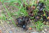 Kotbällchen werden im Bad Nauheimer Wald von Fliegen und Käfern genutzt. In der Natur finden auch die Abfälle der Tiere Verwendung.