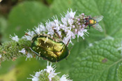 In strahlendem Gold erglänzt eine Pfefferminzblüte durch den gleichzeitigen Besuch des Goldglänzenden Rosenkäfers und einer Goldfliege. Golden strahlt eine Pfefferminzblüte durch die Anwesenheit des Goldglänzenden Rosenkäfers und einer Gildfliege.