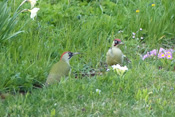 Ein Grünspechtpaar pickt eifrig nach Ameisen im Garten der Bildautorin.