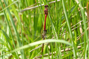 Blutrote Heidelibellen fliegen als Tandem zur Eiablage über die Wasseroberfläche.