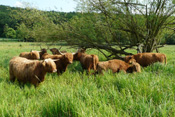 Hochlandrinder beweiden das Naturschutzgebiet Breitwiesen in der Wetterau.