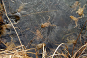 Während der Laichzeit treffen sich die Erdkröten der Wetterau in großen Gemeinschaften in ihrem Laichgewässer.