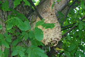 Hornissen bauen jedes Jahr ein neues Nest.