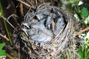 Junge Amseln bleiben etwa 2 Wochen im Nest.