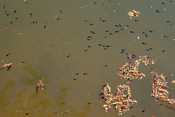 Die Kaulquappen der Erdkröten haben sich in den Laichgewässern der Wetterau bereits wenige Tage nach der Laichabgabe entwickelt.
