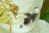 In einer Blüte hat die Veränderliche Krabbenspinne eine Biene erbeutet, die auch von mehreren Fliegen beansprucht wird.