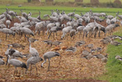 Ein abgeerntetes Feld wird von Kranichen, Grau- und Rostgänsen zur Nahrungsaufnahme genutzt.