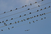 Mehlschwalben versammeln sich vor ihrem Flug in den Süden.