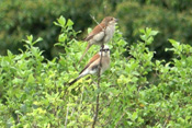 In der Nähe von Burggräfenrode konnte dieses Neuntöter Pärchen gemeinsam auf einem Zweig fotografiert werden. Neuntöter sind Langstreckenzieher. Ihr Brutgebiet ist Europa.