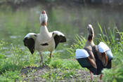 Nilgänse balzen im renaturierten Nidda-Abschnitt bei Karben.