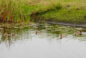 Die dominanten Nilgänse stellen keine hohen Ansprüche an ihren Lebensraum. Man kann sie überall da antreffen wo Wasser in der Nähe ist.