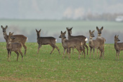 Rehe können in der ganzen Wetterau angetroffen werden.