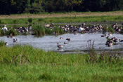 Reiher, Enten, Gänse und Schwäne beim Bad in der Menge. Das Bild stammt aus der Gemarkung Dauernheim in der Wetterau.