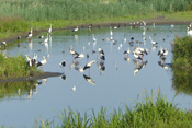 Auf diesem Bildausschnitt sind einige der mindestens 200 Störche, gemeinsam mit weiteren 7 verschiedenen Vogelarten auszumachen.