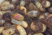 Die Engerlinge des Rosenkäfers ernähren sich von Kompost.
