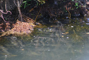 In der Nidda, dem größten Fluß der Wetterau, laichen hunderte Rotaugen. 