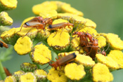 Ein Gruppe roter Weichkäfer auf den Blüten des Rainfarn.