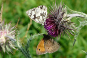 Das 'Große Ochenauge' und der 'Schachbrettfalter' saugen gemeinsam den Nektar einer Distelblüte. Zwei Tagfalterarten nutzen gemeinsam eine Distelblüte zur Netaraufnahme.