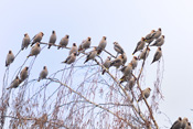 Als Invasionsvögel treten Seidenschwänze bei uns unregelmäßig und teilweise massenhaft auf.