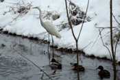 Im schneereichen Winter fischt ein Silberreiher in der Horloff, einem Fließgewässer der Wetterau. Stockenten leisten ihm dabei Gesellschaft.
