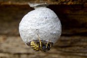 Die ersten Eier im Nest einer Wespenkönigin sind der Anfang eines Wespenstaates.