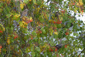 Ein Trupp Stare hat sich auf einem Vogelbeerbaum (Eberesche) niedergelassen und ernährt sich von den reifen Früchte des Baumes.