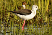 Gleich zwei seltene Watvögel, der Stelzenläufer und der Rotschenkel, konnten im Bingenheimer Ried gemeinsam fotografiert werden.