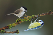 Sumpfmeise und Blaumeise teilen sich einen Ast als Sitzgelegenheit und zur Nahrungsaufnahme. Sumpfmeise und Blaumeise vereint auf einem Sitzplatz.