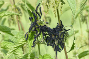 Hauptnahrungspflanze der Tagpfauenaugen-Raupen sind Brennesseln.