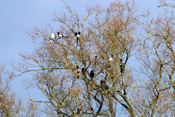 Zahlreiche Elstern und Rabenkrähen leisten einer Taube gesellschaft auf einer Uferweide der Nidda im Zentrum der Wetterau.
