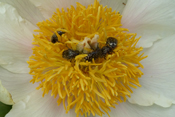 Zahlreiche Trauerrosenkäfer beweiden eine Pfingstrosenblüte.