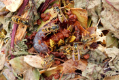 Eine heruntergefallene Pflaume wird von zahlreichen Wespen verspeist.