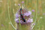 Eine Kardenblüte wurde von zwei Widderchen ausgewählt um sich darauf zu paaren.