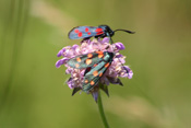 Zwei Widderchen unterschiedlicher Art saugen gemeinsam den Nektar einer Acker-Witwenblume.