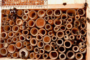 Gehörnte Mauerbienen bewohnen gemeinsam Teile eines Insektenhotels.