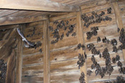 Große Mausohren ziehen im Dachstuhl der Kirche in Schwickartshausen ihre Jungen auf.