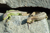 Die wechselwarnen Reptilien wärmen sich in der Sonne.